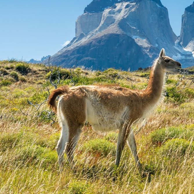 Guanako steht in den Bergen auf einer Wiese, im Hintergrund die Berge des Torres del Paine