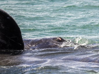 Glattwal liegt im Wasser auf der Seite