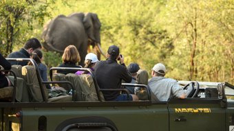Menschen in einem Jeep beobachten einen Elefanten
