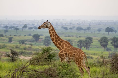 Uganda Rundreise