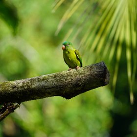 Grüner Vogel (Sittich/Papagei) auf einem Ast