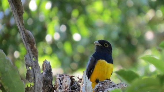 Guatemala Rundreise 2 Wochen - Vogel