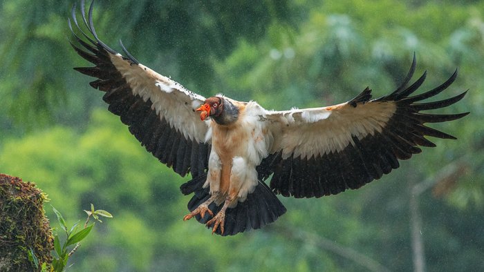 Königsgeier bei Regen im Landeanflug