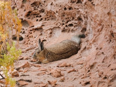 Hasenmaus relaxed auf braunem Fels