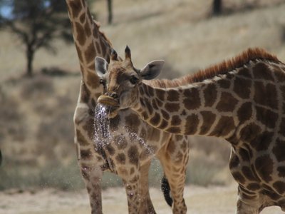 Tiere in Namibia: Trinkende Giraffe