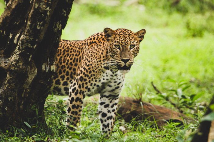 Ceylon Leopard schaut hinter einem Baum hervor