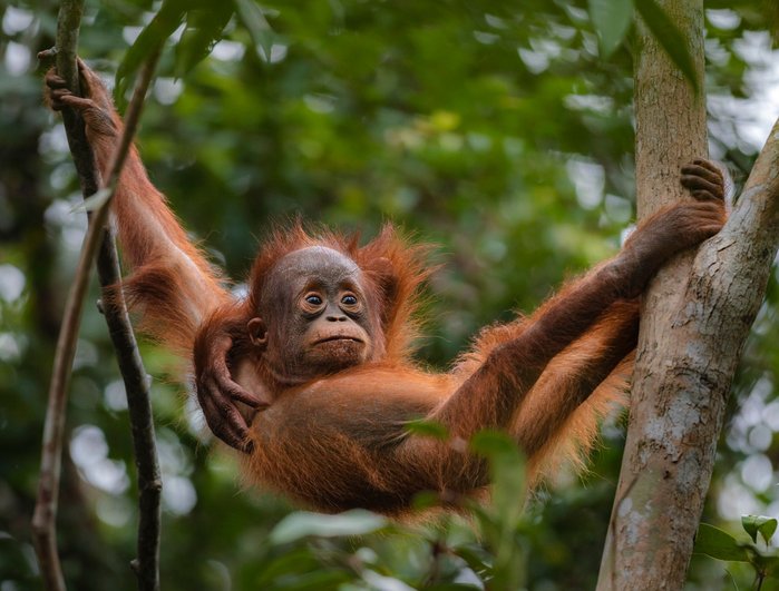Baby Orang-Utan hängt am Baum