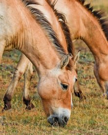 Przewalski-Wildpferde