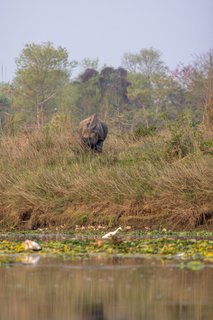 Ein Panzernashorn steht in Elefantengras am Flussufer