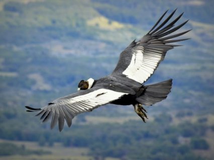 Patagonien Reise - Andenkondor im Flug