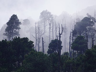 Wald mit Nebelschwaden und abgebrannten Bäumen - Guatemala Highlights