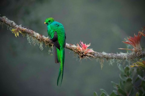 fotoreise costa rica - Quetzal