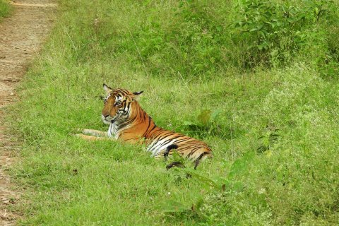 Nordindien Rundreise - Ein Tiger macht Pause am Wegesrand