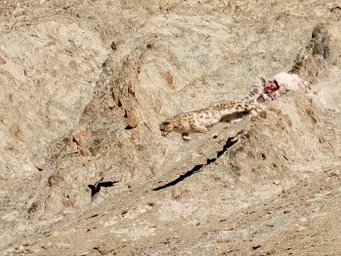 Schneeleopard springt Elster hinterher