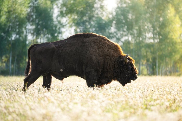 Wisent von der Seite in einer Blumenwiese