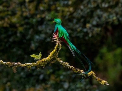Bunter Vogel Quetzal - Panama Highlights