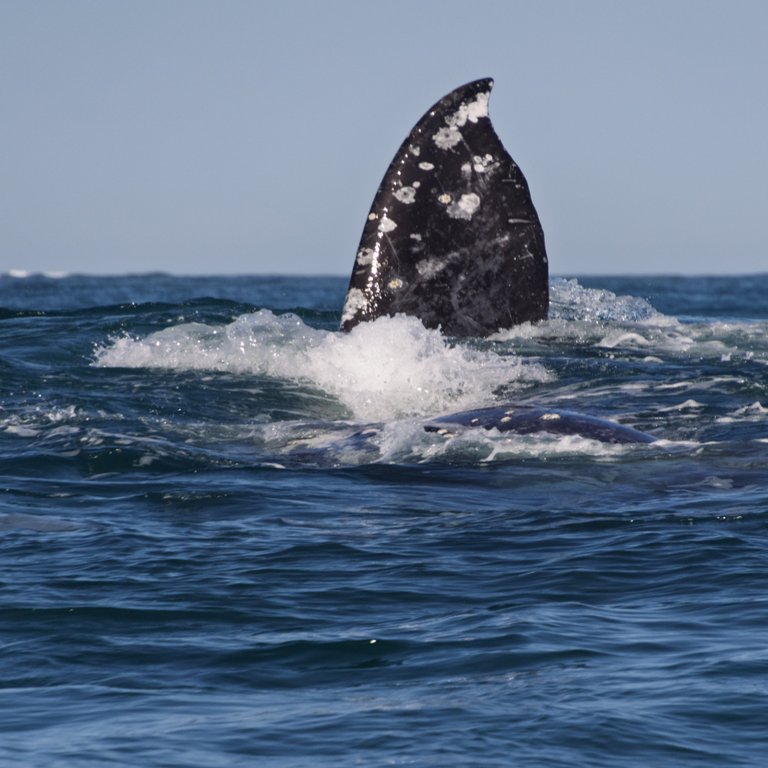 Baja California Walbeobachtung