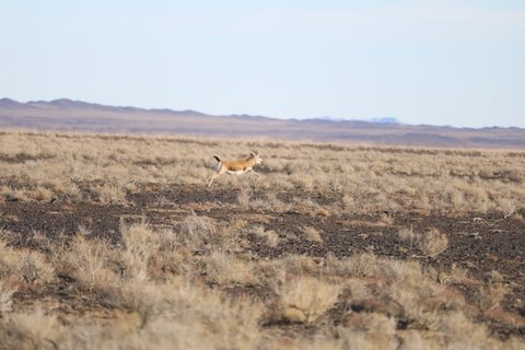 Mongolei Rundreise - Ziegenbock läuft über feld