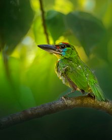 Nahaufnahme von grünem Vogel im Geäst