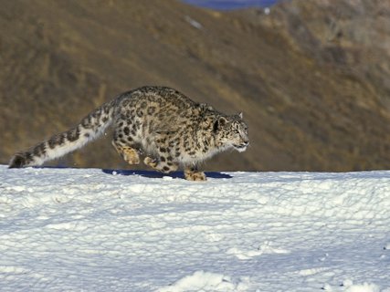 schneeleopard mongolei rundreise 2 wochen
