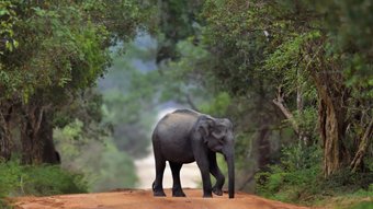 Ein kleiner Elefant kreuzt eine Feldstrasse im Wald