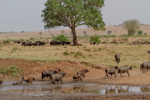 Kaffernbüffel rennen aus Wasserloch im Kidepo Nationalpark