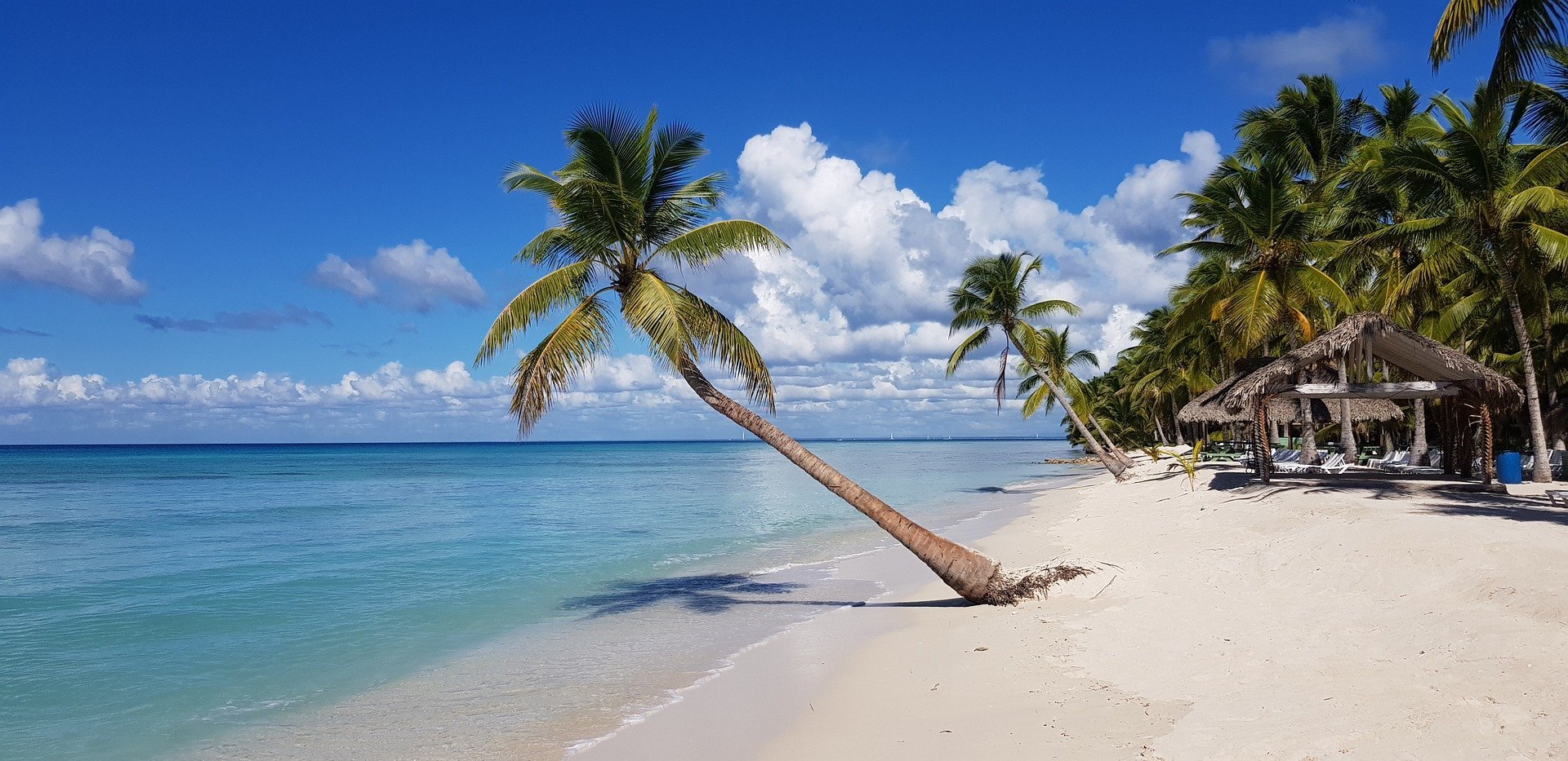 Schräge Palme am Strand - Dominikanische Republik Highlights