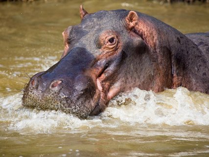 Hippopotamus (Hippopotamus amphibius). Isimangaliso Wetland Park (Greater St Lucia Wetland Park). KwaZulu Natal. South Africa