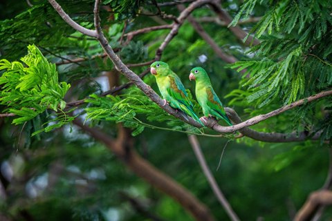 Nicaragua Rundreise - bunte Vögel auf Ast