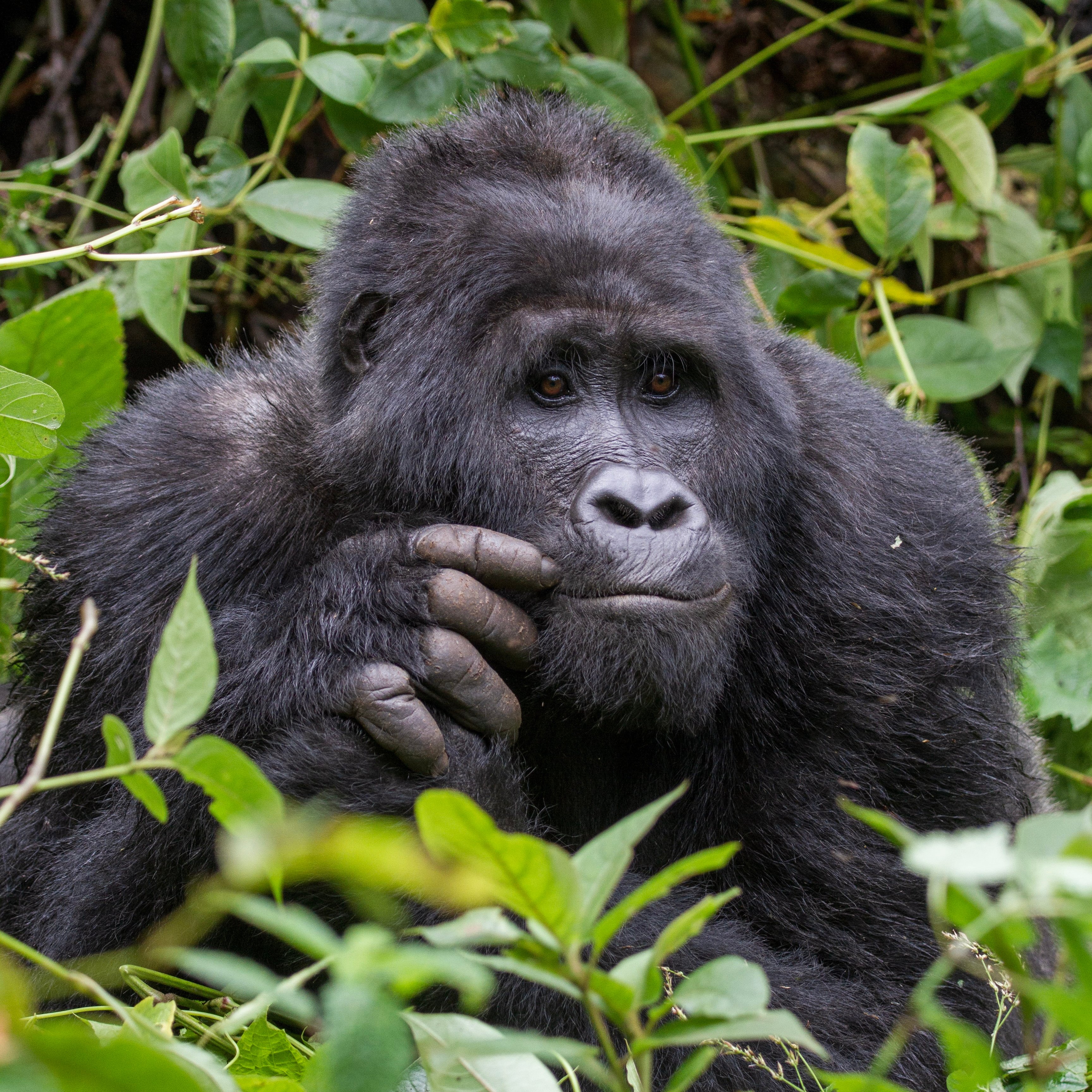 Ein Silberrücken schaut uns im Bwindi Nationalpark entgegen.