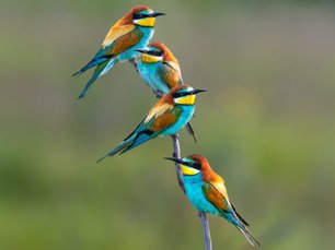 Vier Bienenfresser auf einem dünnen Ast
