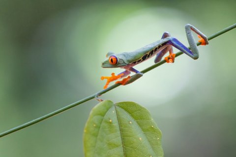 Costa Rica Frosch