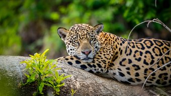 Jaguar auf einem Ast im Pantanal
