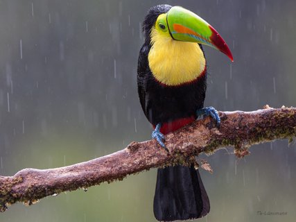 Costa Rica Roadtrip - Tukan auf einem Ast