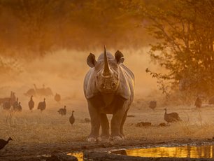 Nashorn im orangenen Licht