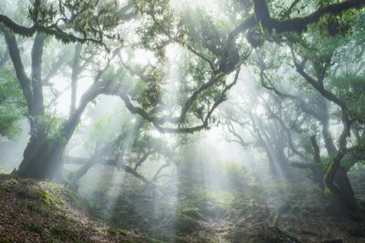 Verwunschener Wald, bei dem Lichtstrahlen durch alte Bäume fallen. 