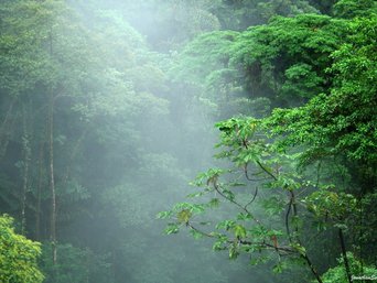 Nebelwald in Monteverde