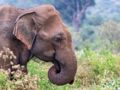 Tiere in Sri Lanka: Elefant mit eingerolltem Rüssel