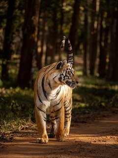Tigerin Tadoba