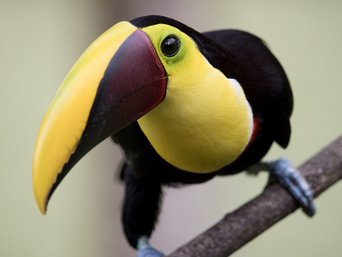 Schwarz-gelber Vogel (Swainson Tukan) auf einem Ast