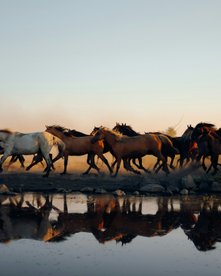Pferde rennen und spiegeln sich im Wasser