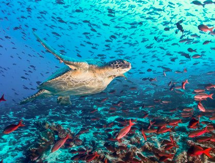 Turtle and tons of fish