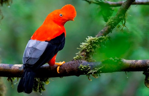 Manu Nationalpark - Nationalvogel Peru