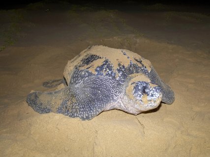 Leatherback Turtle (Dermochelys coriacea). Thongaland. KwaZulu Natal. South Africa