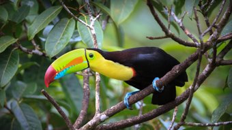 Schwarz-gelber Vogel mit buntem Schnabel auf einem Ast
