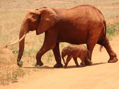 Elefantenkuh mit Baby am laufen - Kenia Highlights