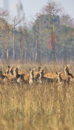 Eine Herde Tiefland-Barasinghas steht auf einer Grasfläche