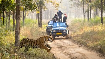 Tiger springt aus dem Grbüsch, um zu jagen