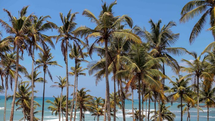 Sri Lanka Natur - Sandstrand mit Palmen