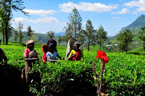 Sri Lanka Rundreise 2 Wochen